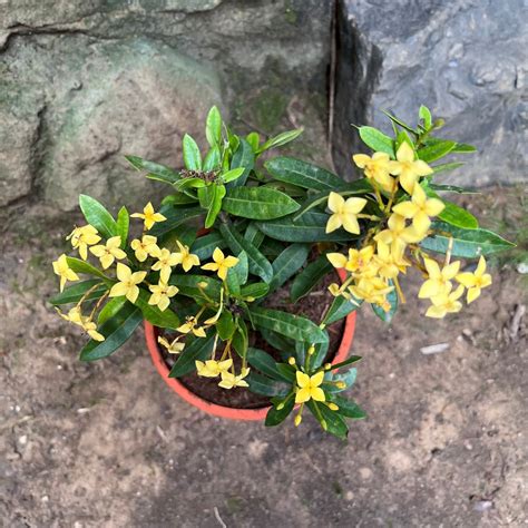 Ixora Dwarf Yellow Plant