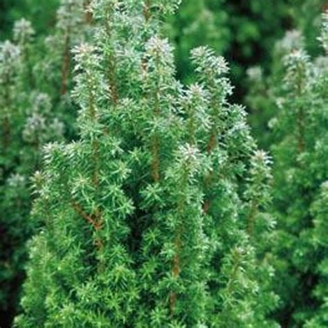 Top Point Dwarf White Cedar Plant Addicts