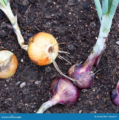 Cultura De Cebolas No Campo Imagem De Stock Imagem De Maduro Terra