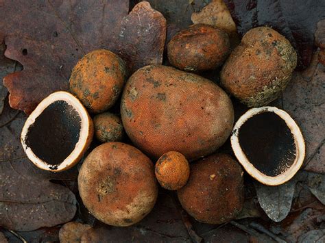 Трюфель олений (Elaphomyces granulatus) описание фото