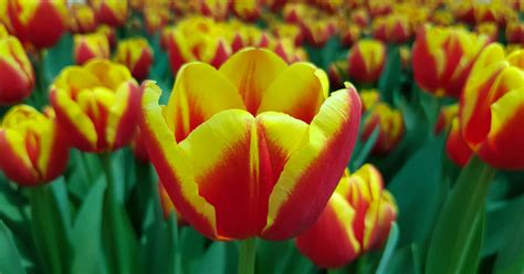 Growing Tulips How To Plant And Care For Tulips Warm Weather Tips