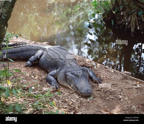 Alligators Hi Res Stock Photography And Images Alamy