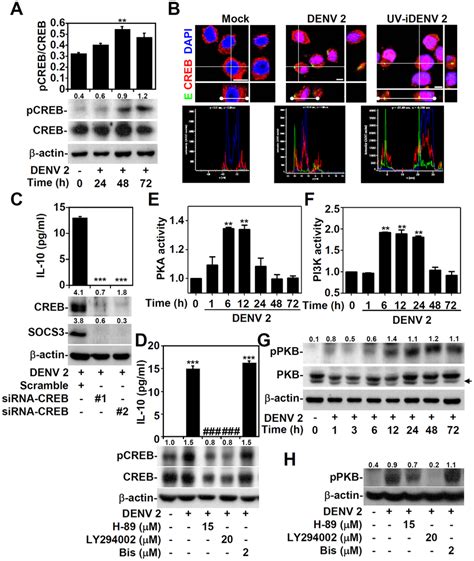 Denv Infection Sequentially Induces Creb Activation And Creb Mediated