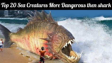 Top 20 Sea Creatures More Dangerous Than Sharks YouTube