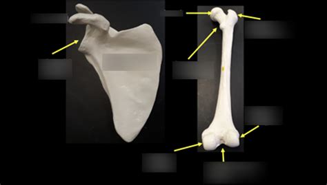 Anatomy Lab Appendicular Skeleton Part 2 Diagram Quizlet