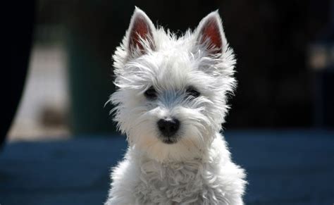 Le Westie Ou West Highland White Terrier Caractère Origine Conseils