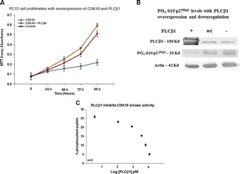PLCb1 inhibits CDK16 activity. A) Increased PC12 cell proliferation ... 