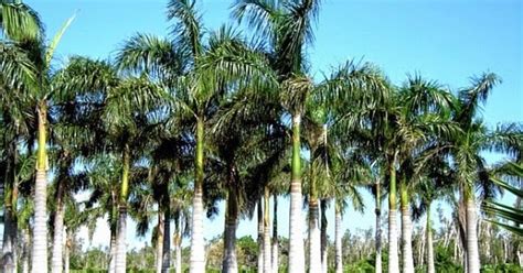 9 Macam Dan Jenis Pohon Palem Eksotik Yang Tumbuh Di Indonesia