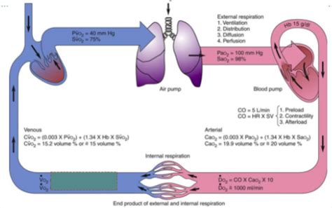 Lecture 1 Oxygen Delivery Oxygen Transport And Tissue Oxygenation Flashcards Quizlet