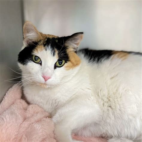 dupage animal hospital 6