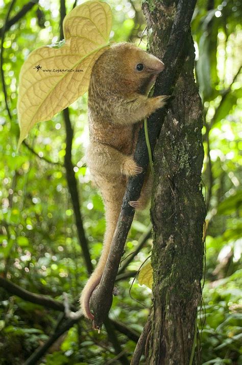 Cyclopes didactylus | Nature animals, Animals beautiful, Rare animals