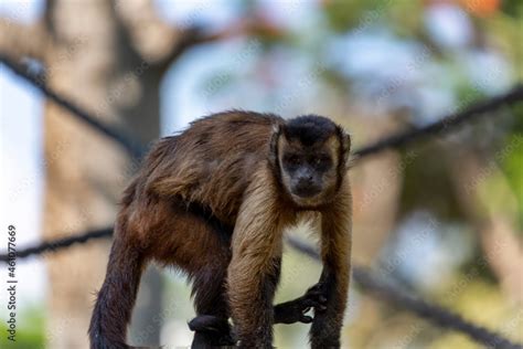 Brown Capuchin Monkey Cebus Capucinus On Branch Of Tree Selective