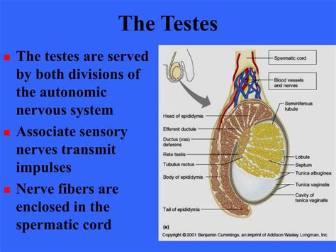 Ppt The Reproductive System Powerpoint Presentation Free Download