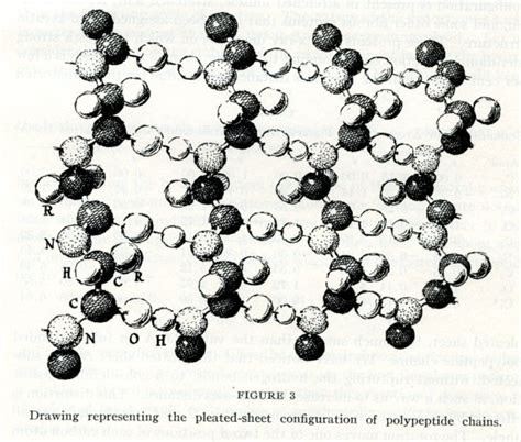 Representation Of The Pleated Sheet Configuration Of Polypeptide Chains