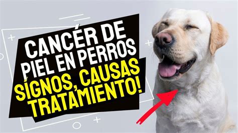 El Cáncer De Piel En Perros Causas Síntomas Y Tratamientos Todo