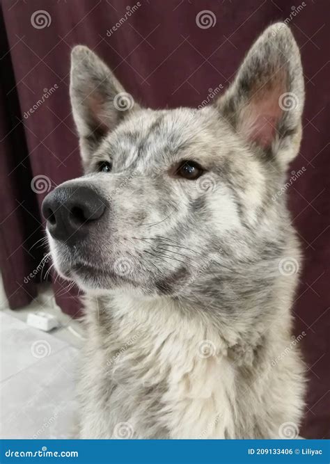 Akita Inu Mixed Breed Dog Akita Inu And Malamute Stock Photo Image