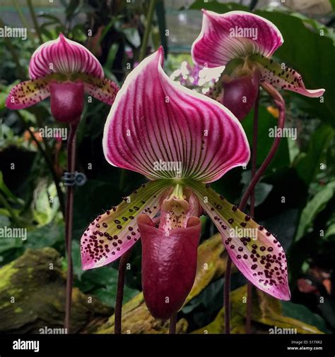 Paphiopedilum Maudiae Red Singapore National Orchid Garden Orchid