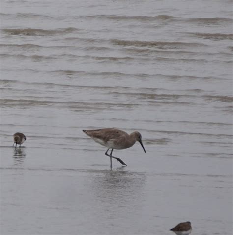 Willet From Richmond Ca Usa On March 18 2023 At 0206 Pm By Neil