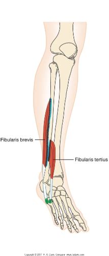 Foot And Ankle Flashcards Quizlet