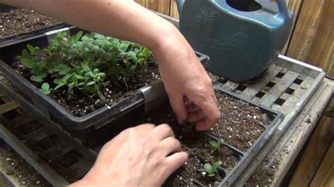 Transplanting Zinnia Plants Seedlings Indoors Growing Zinnias From