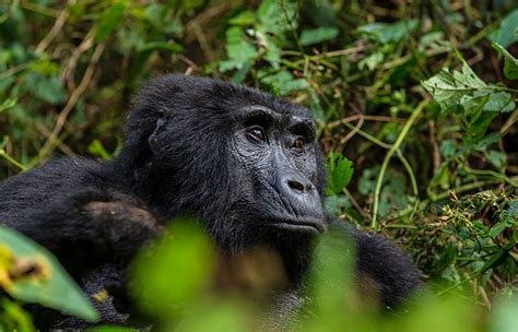 4 Day Gorilla Dian Fossey Grave Tour Shoebill Safaris