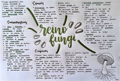 Mapa Mental Do Reino Fungi BRAINCP