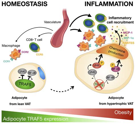 Genetic Deficiency Of Traf5 Promotes Adipose Tissue Inflammation And