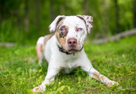 Catahoula Leopard Dog Puppy Blue Eyes