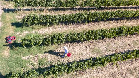 Cantina Canaio Distillates And Grappa From Tuscany With Production In