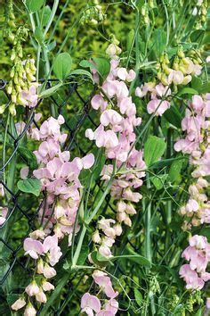 Fleurs grimpantes ces fleurs d été à planter dans son jardin Fleur