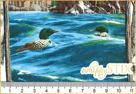 Loon Fabric By The Panel Pride Of The Lake By Kevin Daniel Etsy