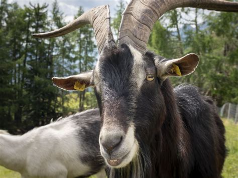 Wildpark Ernstbrunn Wildtiere Hautnah Schauvorbei