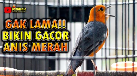 SUARA ANIS MERAH INI DISUKAI BANYA BURUNG COCOK UNTUK PANCINGAN ANIS