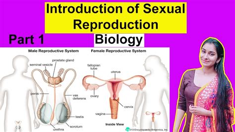 Introduction Of Sexual Reproduction Biology Part 1 Edutoks By Twinkal Youtube