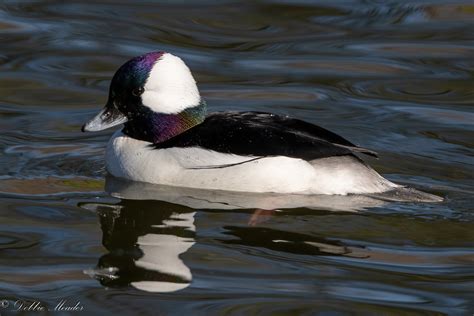 Bufflehead Drake A Male Bufflehead Duck Swimming In A Pon Flickr