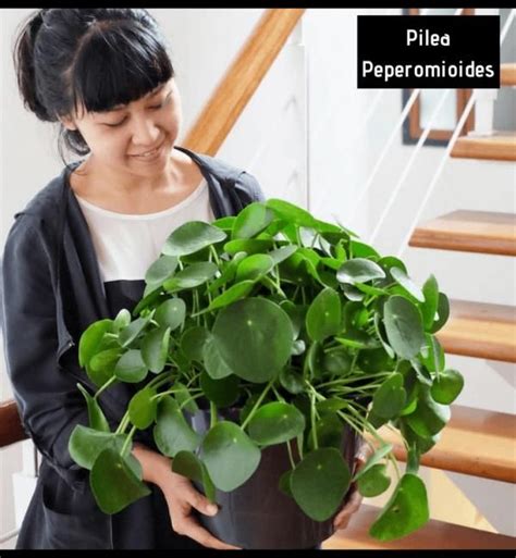 C Mo Cuidar La Famosa Pilea Plantas De Interior Plantas De Orquideas