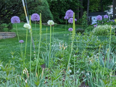 Persian Blue Allium