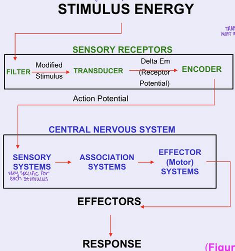 Sensory Systems Flashcards Quizlet