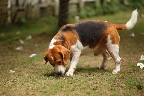 How to Stop a Dog From Digging | Great Pet Care