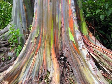 The rainbow eucalyptus – Artofit