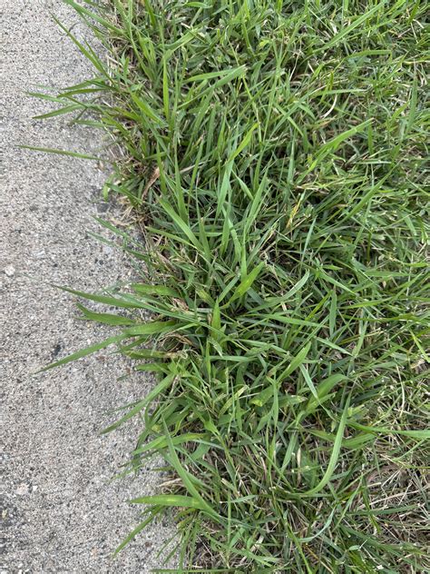 how to get rid of crab grass 8
