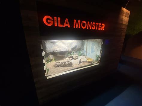 Venom - Gila monster exhibit 251123 - ZooChat