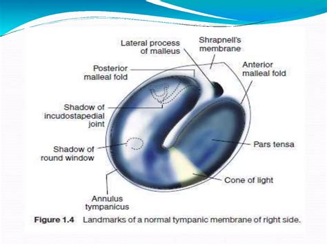 ANATOMY OF EXTERNAL EAR | PPT | Free Download