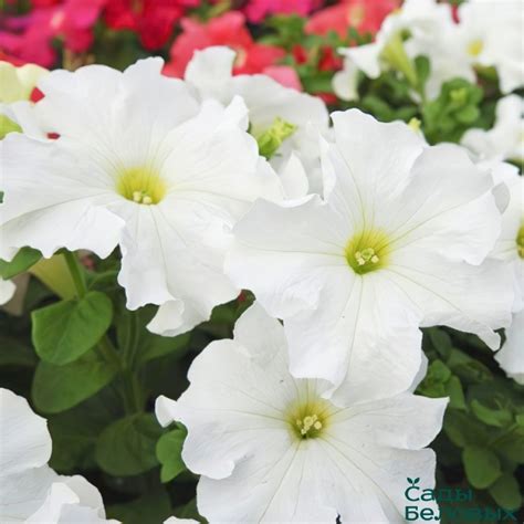 Петуния крупноцветковая Лимбо Вайт - Сады Беловых
