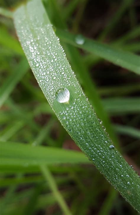 Fotos Gratis Agua Naturaleza C Sped Soltar Fotograf A Hoja Flor