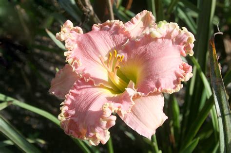 Plant daylilies in all shapes, sizes, colors | Mississippi State University Extension Service