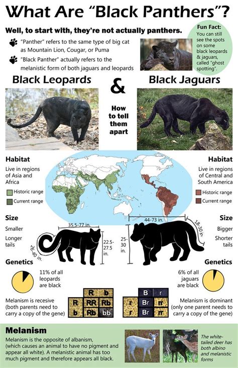 Black Panther Infographic - Fun Facts and Wild Cat Species