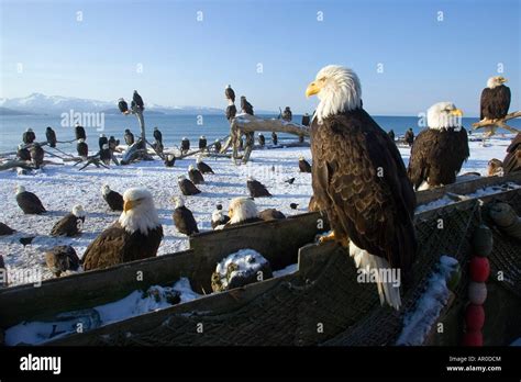 Annual Gathering Of Bald Eagles On Homer Spit Wcloseup Kachemak Bay