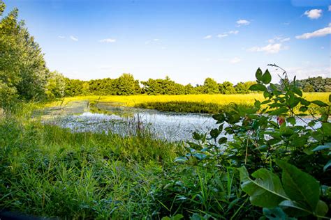 Minnesota Wetlands Stock Photos Pictures And Royalty Free Images Istock
