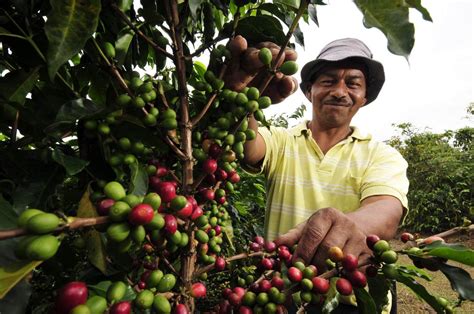 Colombian Coffee Production Up 8 Q COLOMBIA